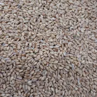 گندم پیشگام