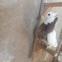 کبوتر بهبهانی ساتن معاوضه فقط با قناری سهره نر|پرنده|شیراز, لاله|دیوار