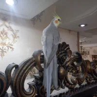 عروس هلندی سخنگو درشت