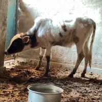 گوساله نر|حیوانات مزرعه|کرخه, |دیوار