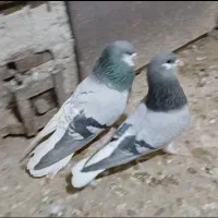 ۲جفت نروماده رنگی درجه۱