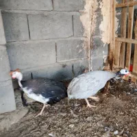 مرغ شاخدار فروشی