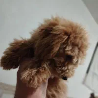 سگ پودل|سگ|مشهد, چهارچشمه|دیوار