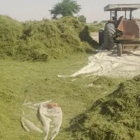 اجاره زمین کشاورزی برای صیفی
