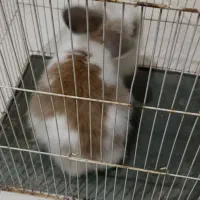 خرگوش دستی نژاد لوپ