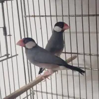 فنج نرگسی مولد و جغدی مولد