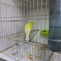 قناری و عروس|پرنده|تبریز, |دیوار