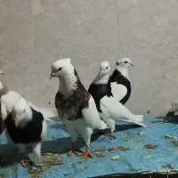 طوقی|پرنده|کارزان, |دیوار