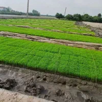 باسلام... نشا شالی فجر   ۲ خزانه اضافه داریم