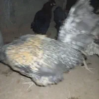 مرغ و خروس|حیوانات مزرعه|یزد, |دیوار