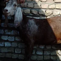 بز وبزغاله|حیوانات مزرعه|انبارآلوم, |دیوار