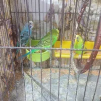 مرغ عشق با قفس|پرنده|کارون, |دیوار