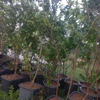 یاس هلندی|خدمات باغبانی و درختکاری|آستانه اشرفیه, |دیوار