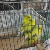 چهار تا مرغ عشق جوان دونه ای ۱۵۰