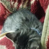 گربه میکس|گربه|گرگان, |دیوار