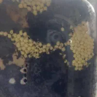 حلزون البینو و اچاتینا|خزنده|شیراز, بریجستون|دیوار