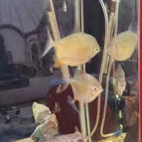 سیلور دالر رد هوگ