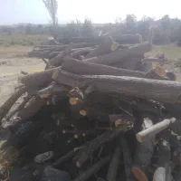 خریدار همه رقم چوب هستم هرس درخت انجام میدم