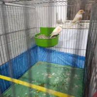 قناری موزایکی