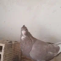 پلنگ|پرنده|راور, |دیوار