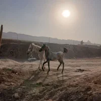 فروش مادیان وکره