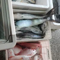 سلام انواع ماهی دریایی بوشهر رسید|ماهی|یزد, |دیوار