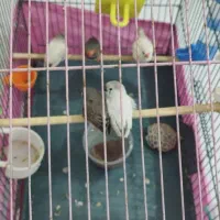 فنج باجوجه هاش