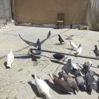 تعدادی کبوتر پرشی