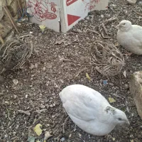 فروش بلدرچین|حیوانات مزرعه|شاهرود, |دیوار