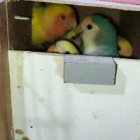 طوطی برزیلی (اوپال)|پرنده|شهریار, کردزار|دیوار