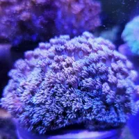 Abshorشقایق سنگ آب شور|کلکسیون و سرگرمی|تهران, جوادیه تهرانپارس|دیوار