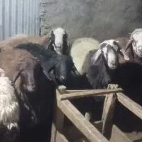 بره نر|حیوانات مزرعه|طرقبه, |دیوار