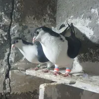 پرنده|پرنده|چناران, |دیوار