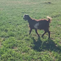 فروش بز و بزغاله|حیوانات مزرعه|بوکان, |دیوار