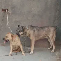 توله سراب و پژدر|سگ|مریوان, |دیوار