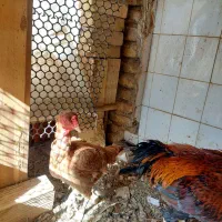 مرغ و خروس لاری|حیوانات مزرعه|قرچک, داوود آباد|دیوار