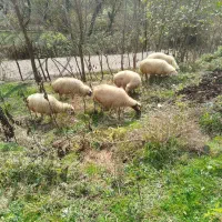 بز و گوسفند آبستن