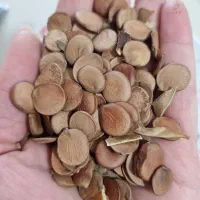 بذر ارکیده درختی،ژینکو،شاه بلوط|گل و گیاه طبیعی|رشت, آب و برق|دیوار