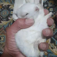 خرگوش کوچلو سفید خوشگل