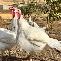 بوقله|حیوانات مزرعه|بانه, |دیوار