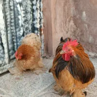 با سلام فروش یک ست مرغ و خروس کوشین|حیوانات مزرعه|بومهن, |دیوار
