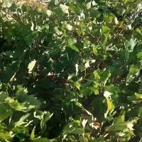 فروش انگور