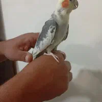 عروس هلندی|پرنده|بیرجند, |دیوار