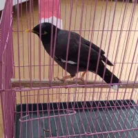 فروش مرغ مینا سخنگو|پرنده|تکاب, |دیوار