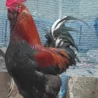 فروش خروس جوان