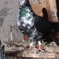 کبوتر پرشی|پرنده|سنگدوین, |دیوار