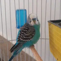 مرع عشق مست