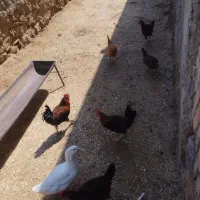 فروش ۵ عدد خروس محلی جوان