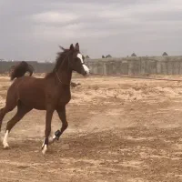 اسب عرب مصری