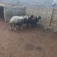 چهار رس گوسفند افشاری